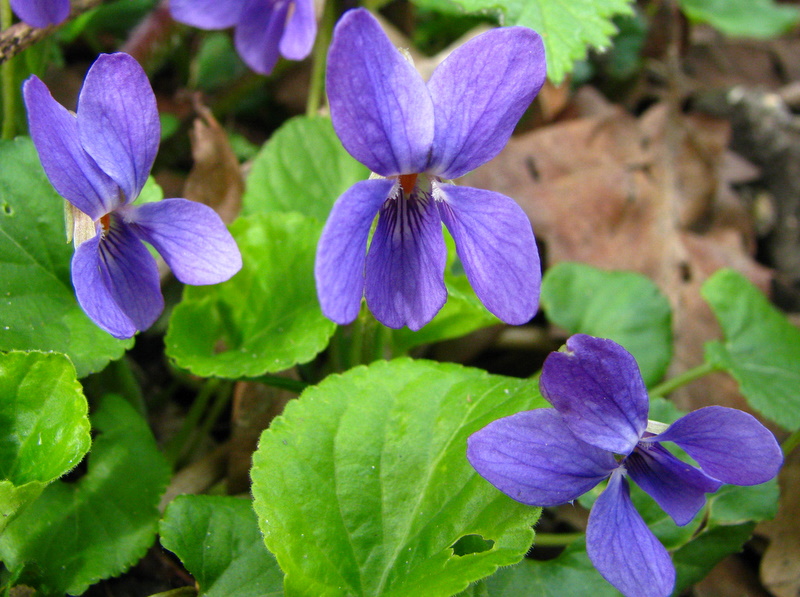 Viola Odorata